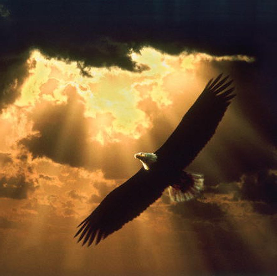 eagle Soaring_eagle_150
