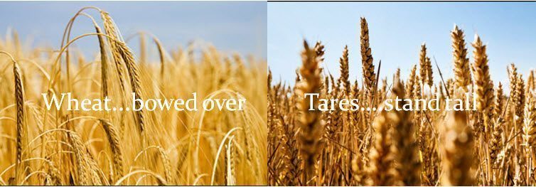 wheat-and-tares4