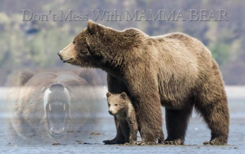 bear moma