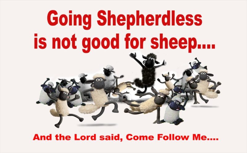 sheep shepherdless