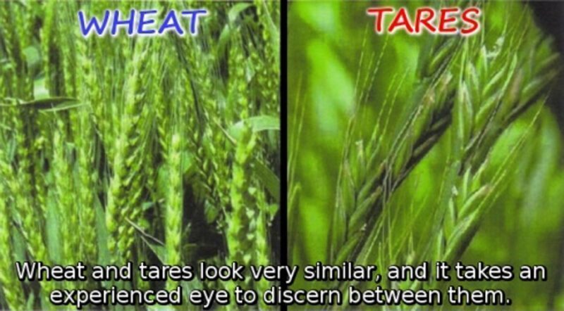 wheat and tares