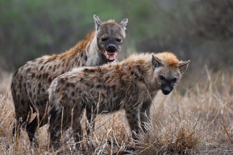 hyena 1dems