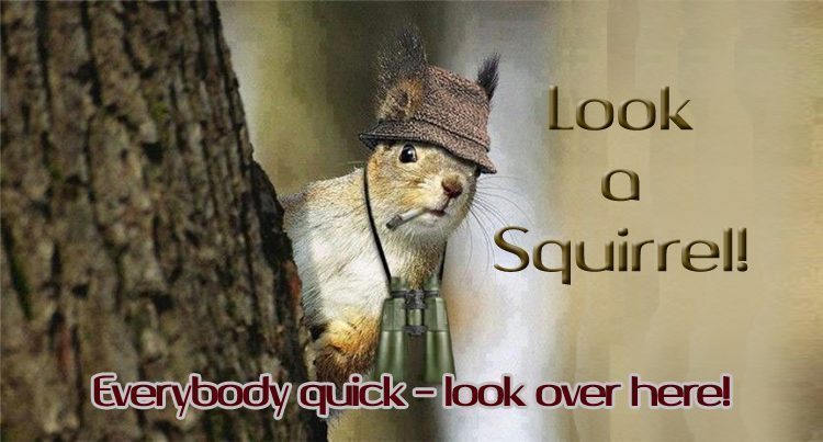 squirrell LOOK Untitled 11