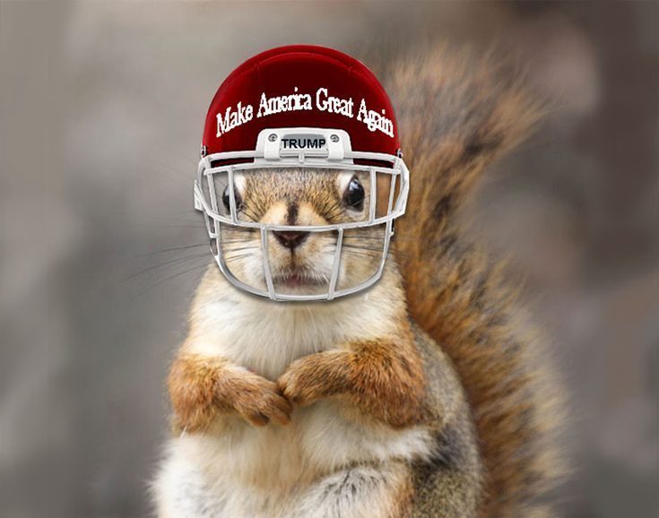 squirrel trump hat st